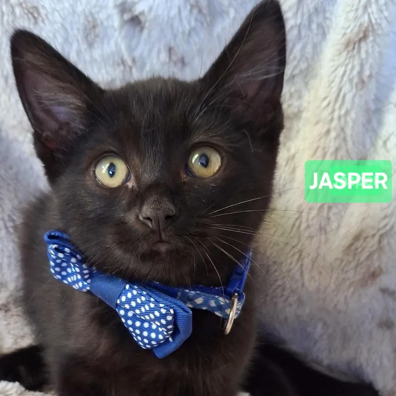 A baby small-sized male Black Domestic Short Hair cat named Jasper for adoption in Fullerton, CA