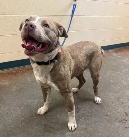 An adult large-sized female Mixed Breed dog named Flip Flop for adoption in Independence, MO