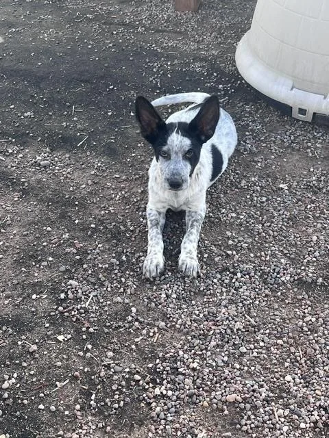 Oreo