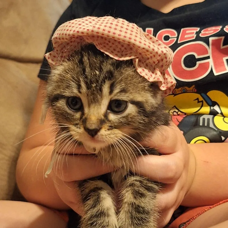 A baby small-sized male Brown / Chocolate Domestic Short Hair cat named Daniels for adoption in Grantsville, UT