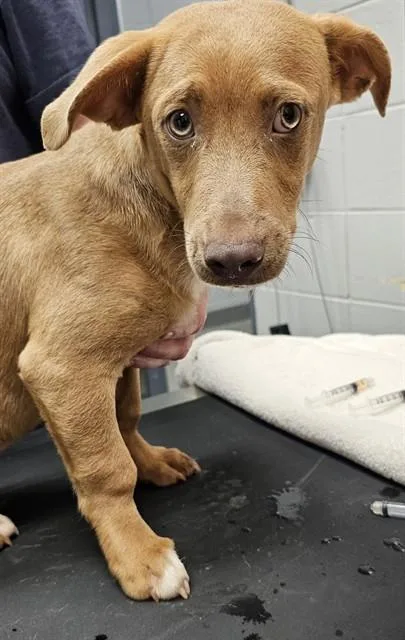 A young medium-sized male Dachshund dog named Shaggy for adoption in Huntsville, AL