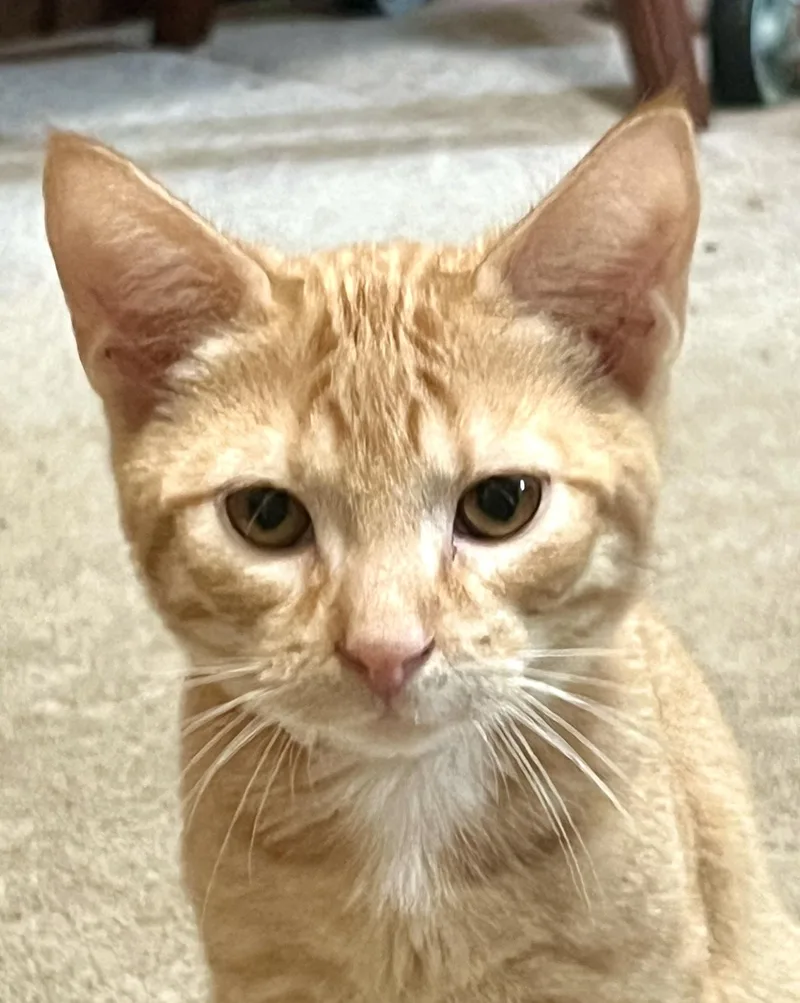 A baby medium-sized male Tabby (Orange / Red) Domestic Short Hair cat named Quartz for adoption in Andover, CT