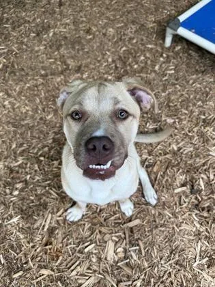 A baby medium-sized male Mixed Breed dog named Diesel for adoption in Cumming, GA