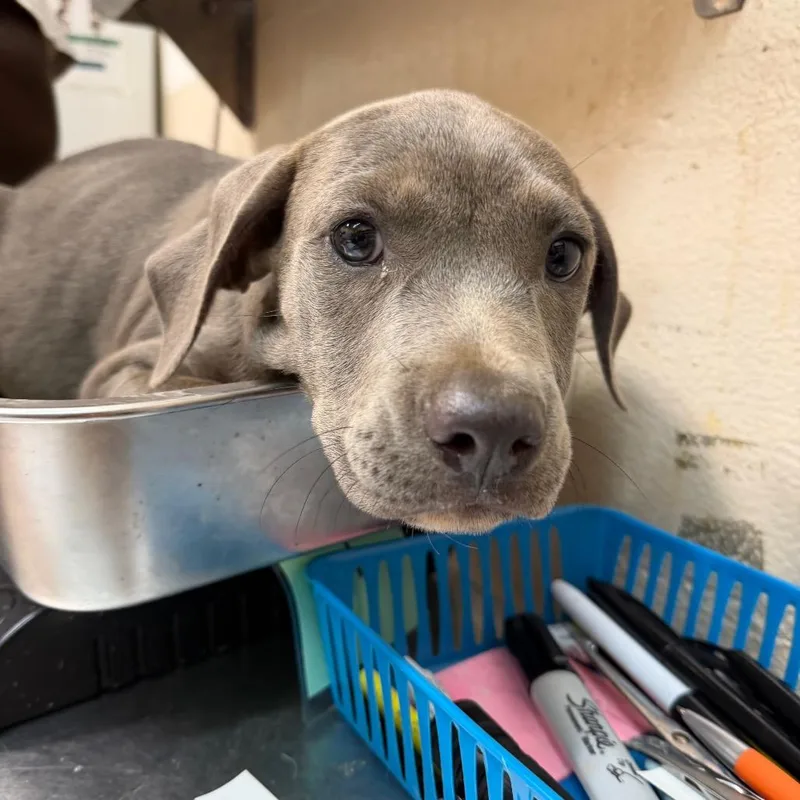 A baby small-sized female Gray / Blue / Silver Hound dog named Belinda for adoption in Birmingham, AL