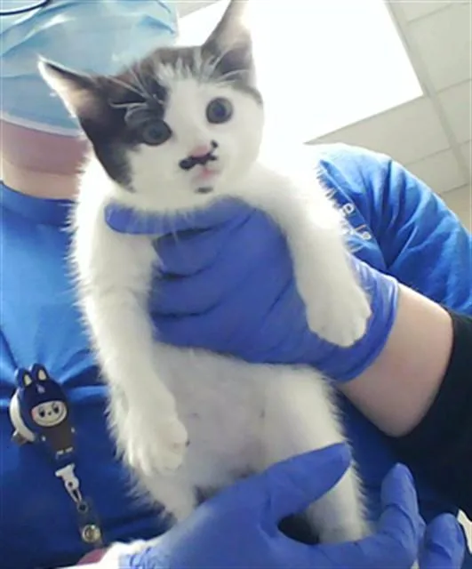 A baby small-sized female Domestic Short Hair cat named Augustine for adoption in Fayetteville, NC