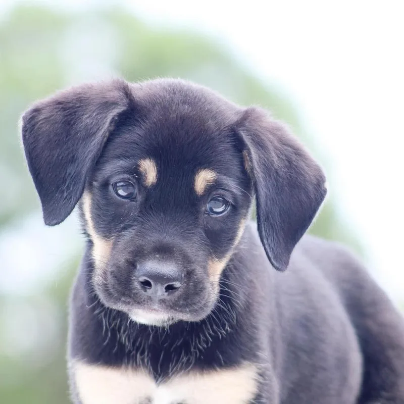 A baby medium-sized male Mixed Breed dog named Brave for adoption in Groveland, MA