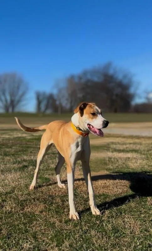 Fawnasadie thumbnail 2