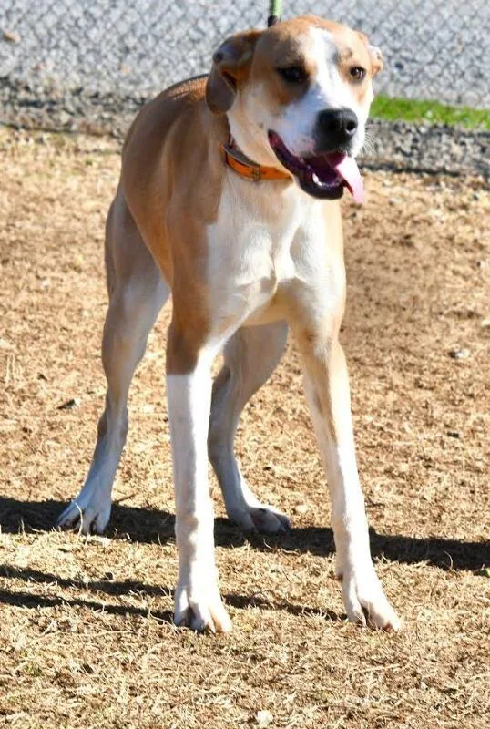 Fawnasadie thumbnail 6