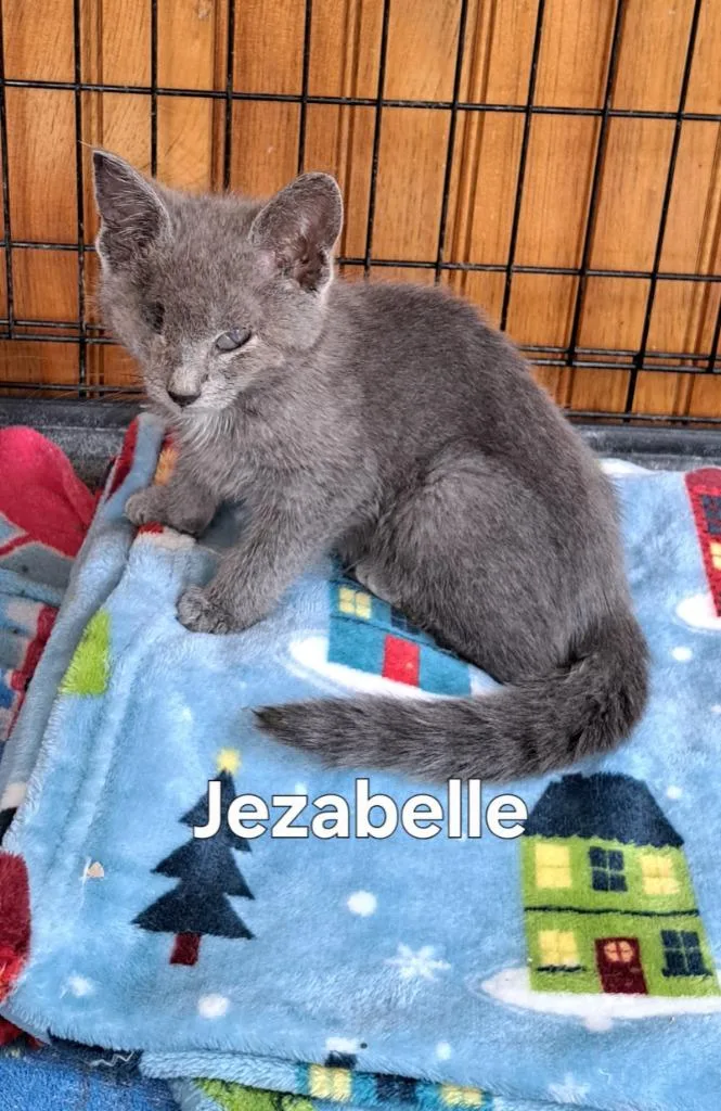 A baby small-sized female Domestic Short Hair cat named Jezabelle for adoption in Plattsburgh, NY