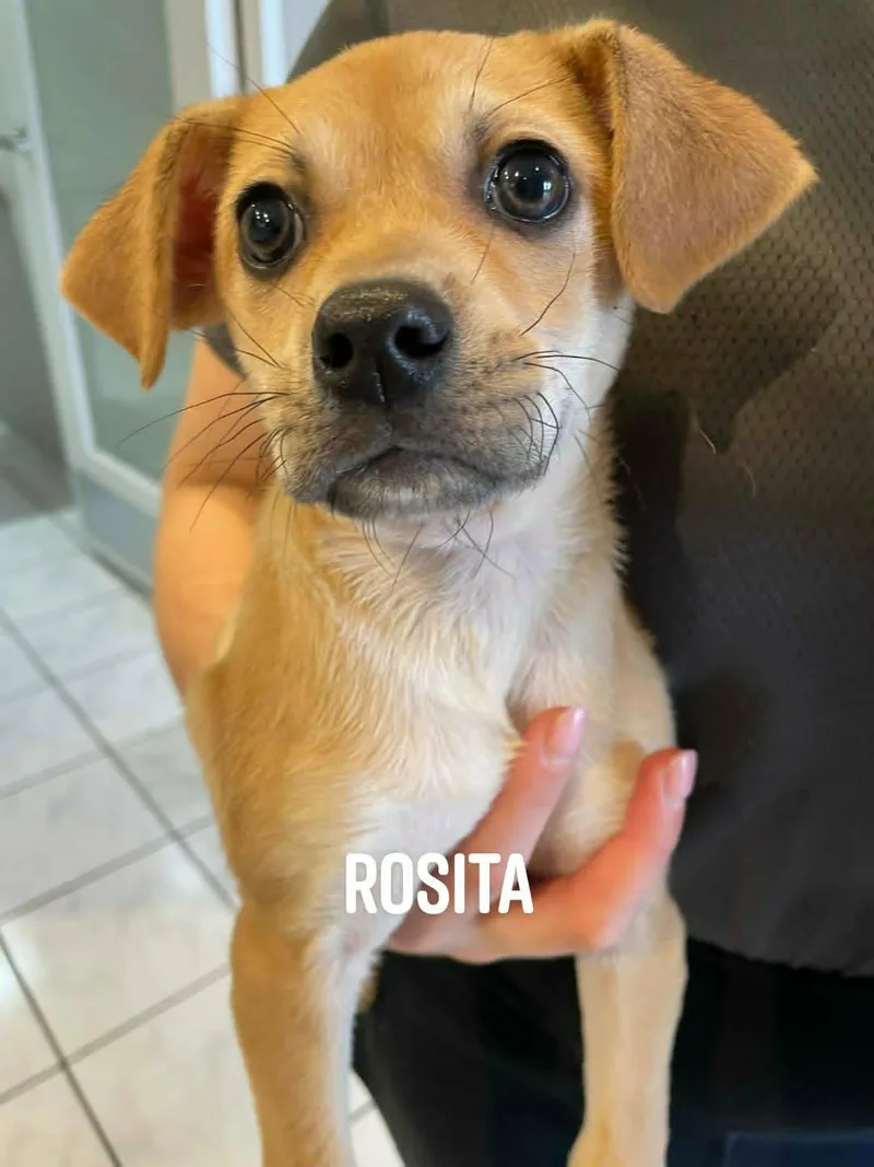 A baby medium-sized female Yellow / Tan / Blond / Fawn Labrador Retriever dog named Rosita for adoption in Huntington, NY