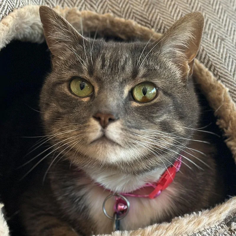 An adult small-sized female Domestic Short Hair cat named Vespera for adoption in Port Washington, NY