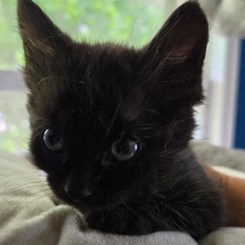 A baby small-sized male Black Domestic Medium Hair cat named Lemmy C for adoption in Princeton, MN