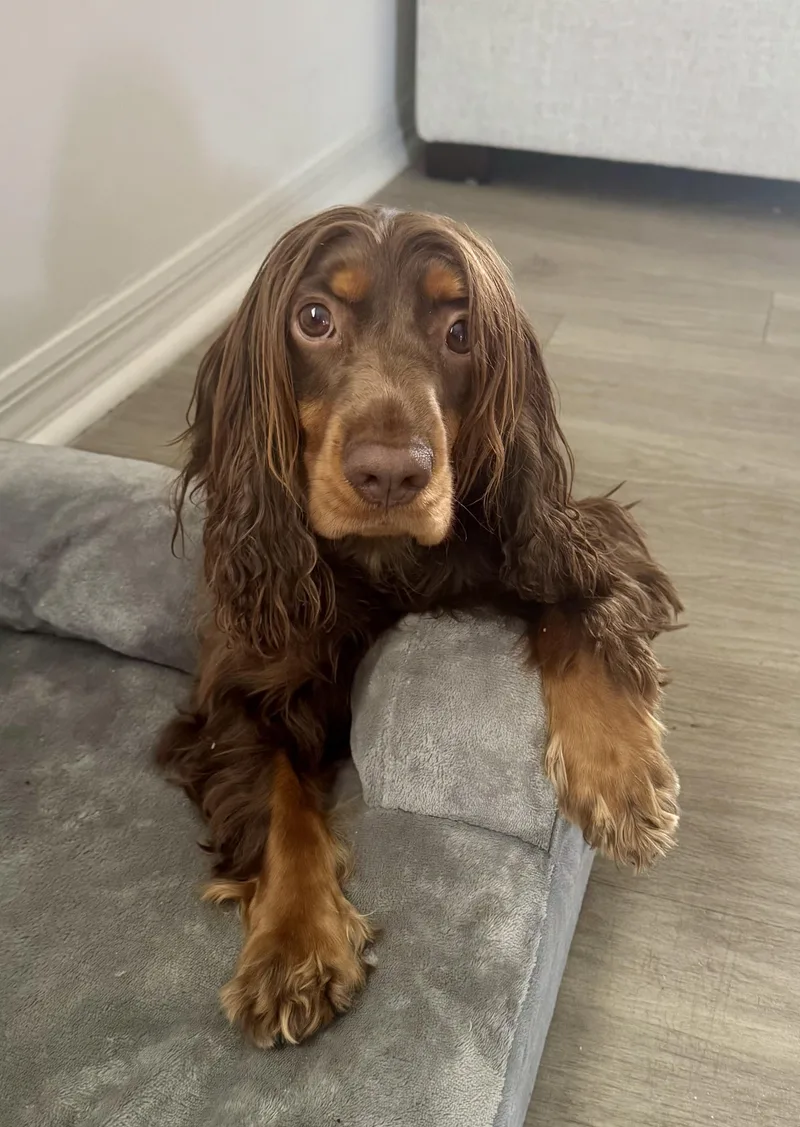 Remy
