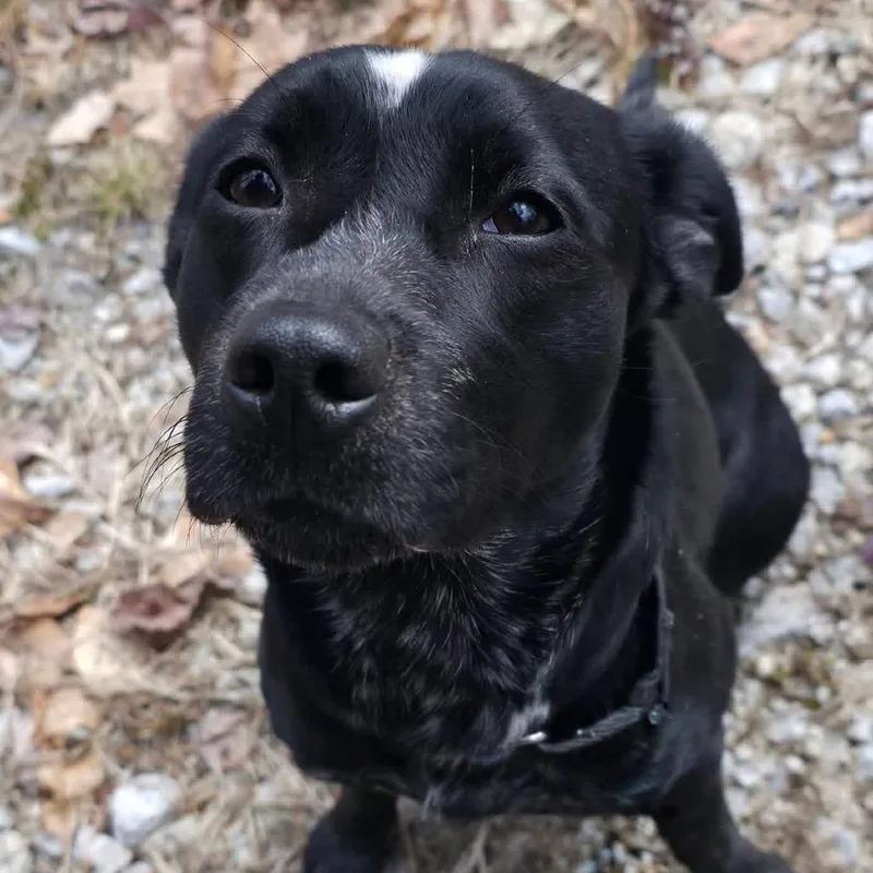 An adult medium-sized female Black Mixed Breed dog named Pixie for adoption in Conway, NH