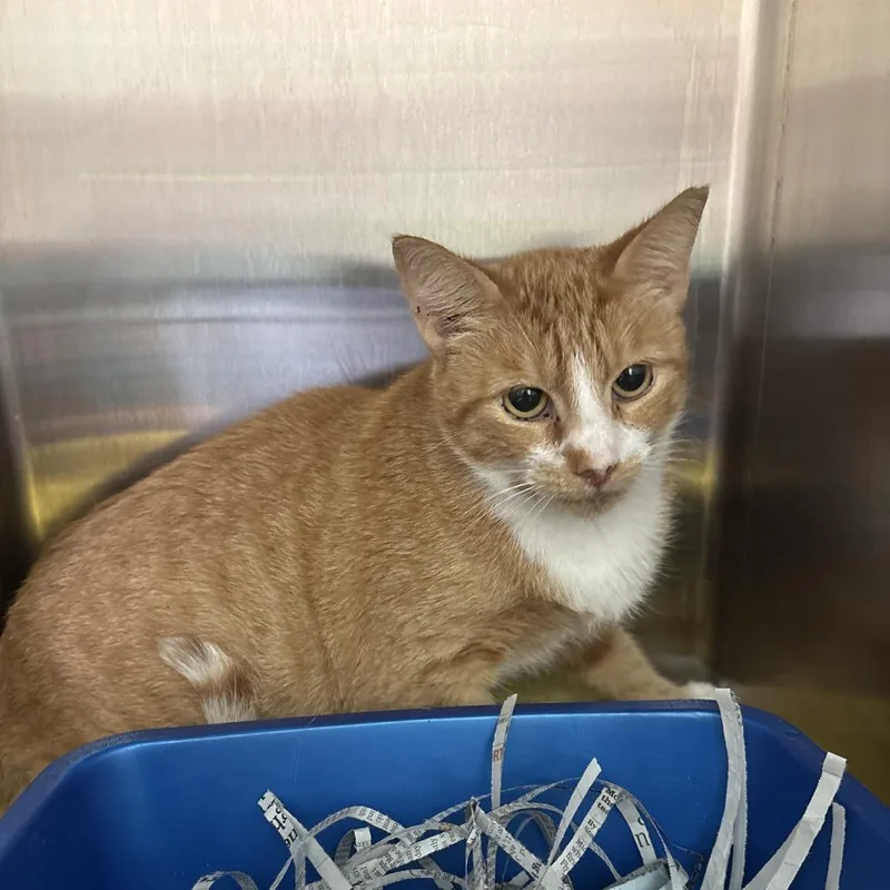 An adult medium-sized female Orange / Red Domestic Short Hair cat named Donna for adoption in Philadelphia, PA