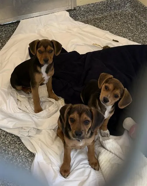 A baby medium-sized female Beagle dog named Judy for adoption in Brewster, MA
