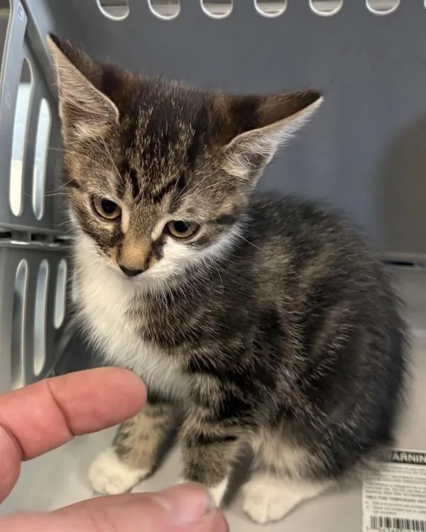 A baby small-sized female Domestic Short Hair cat named Kd Willow for adoption in Lawrenceville, GA