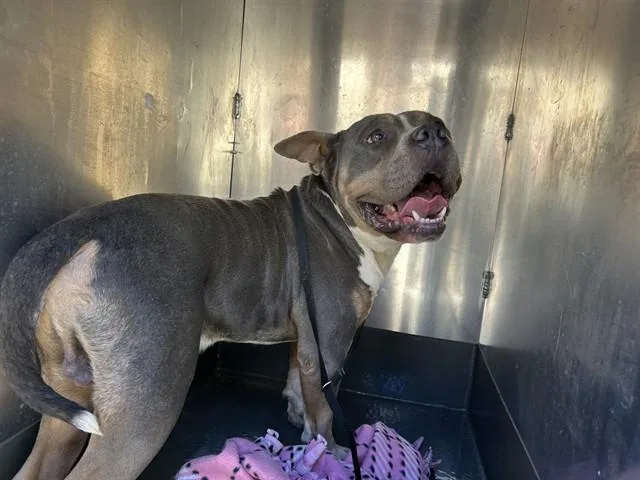 An adult large-sized male Pit Bull Terrier dog named Megatron for adoption in Martinez, CA