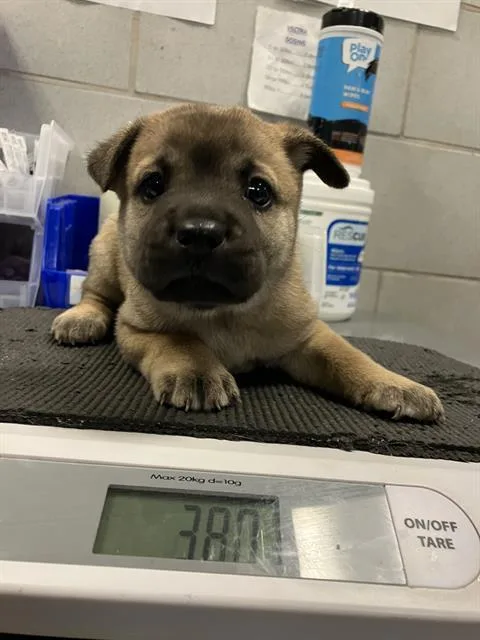 A baby medium-sized female Mixed Breed dog named Miller for adoption in Dallas, TX