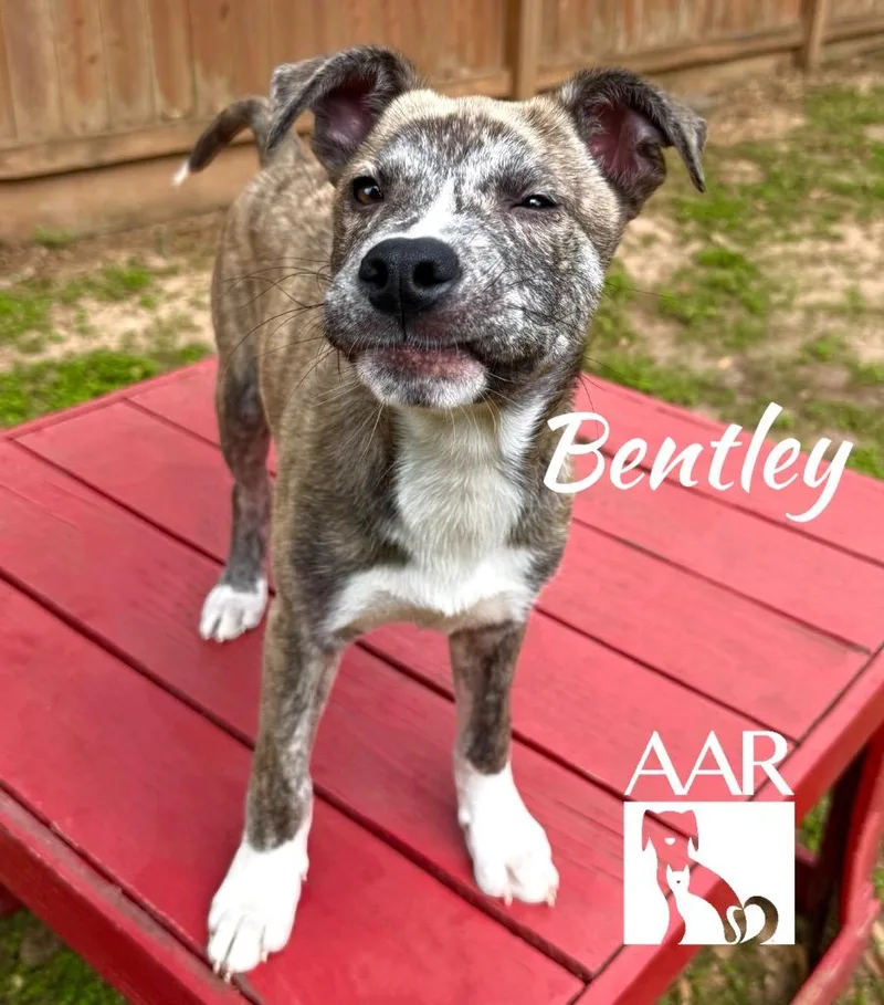 A baby medium-sized male Dutch Shepherd dog named Bentley for adoption in Magnolia, TX
