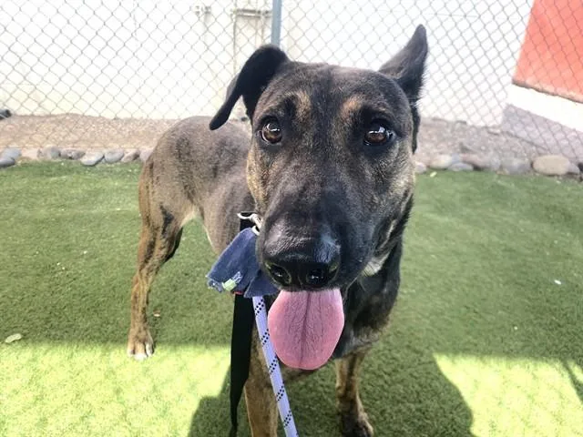 A young large-sized male Dutch Shepherd dog named Fozzy for adoption in Phoenix, AZ