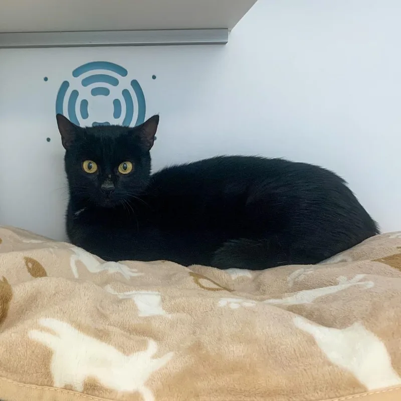 An adult medium-sized female Black Domestic Short Hair cat named Mesa for adoption in Boston, MA