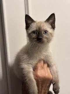 A baby small-sized female Siamese cat named Katia for adoption in Conroe, TX
