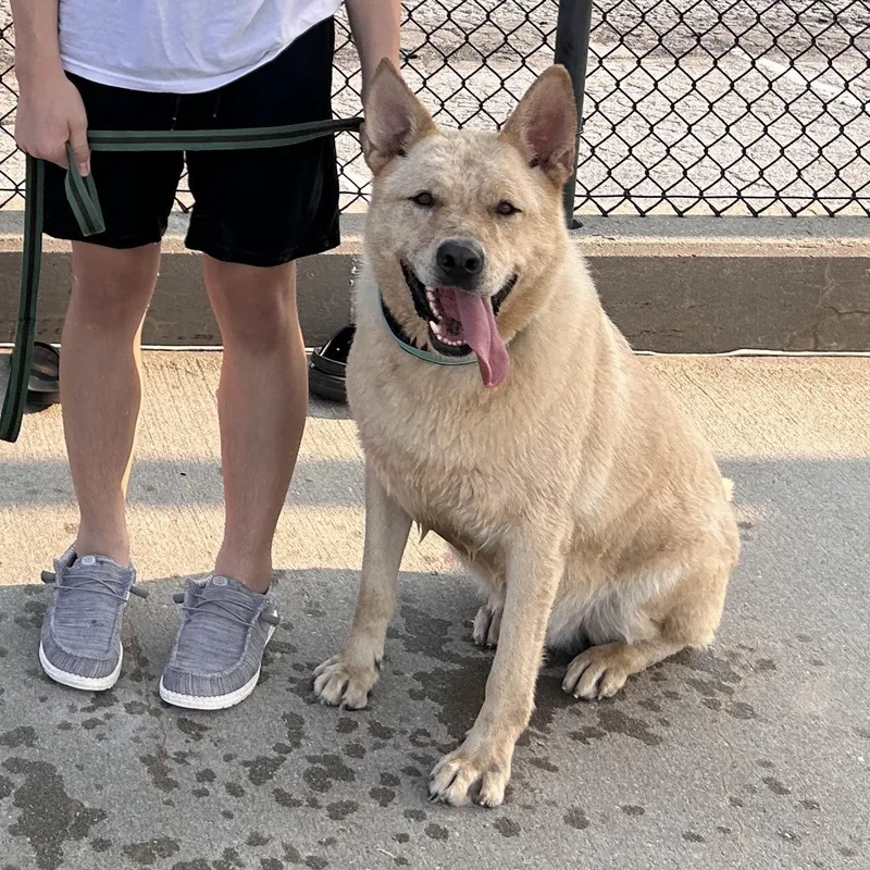 An adult extra large-sized male Yellow / Tan / Blond / Fawn Yellow Labrador Retriever dog named Bullett for adoption in Wahoo, NE