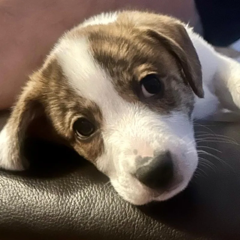 A baby medium-sized female Mixed Breed dog named Blossom for adoption in Richmond, VA