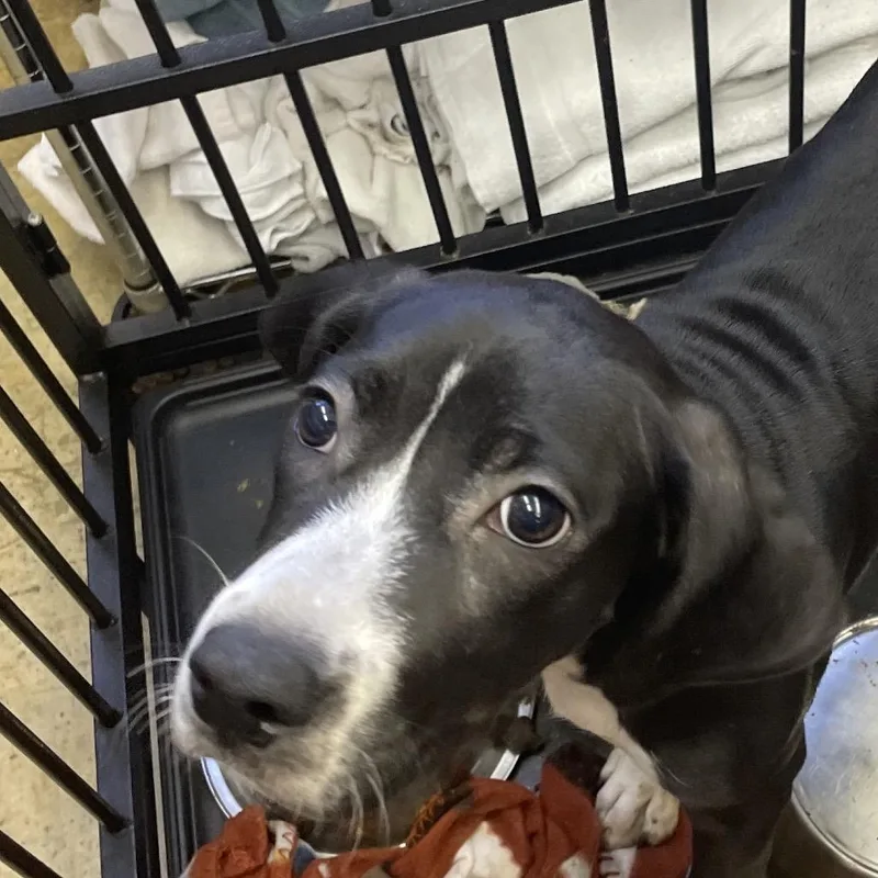A young medium-sized female Black Labrador Retriever dog named Tundra for adoption in Tanner, AL