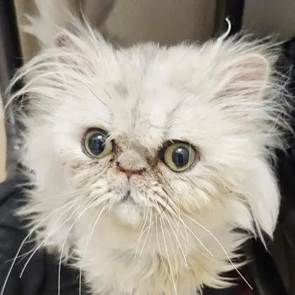 A young small-sized female Persian cat named Winny for adoption in Pleasanton, CA
