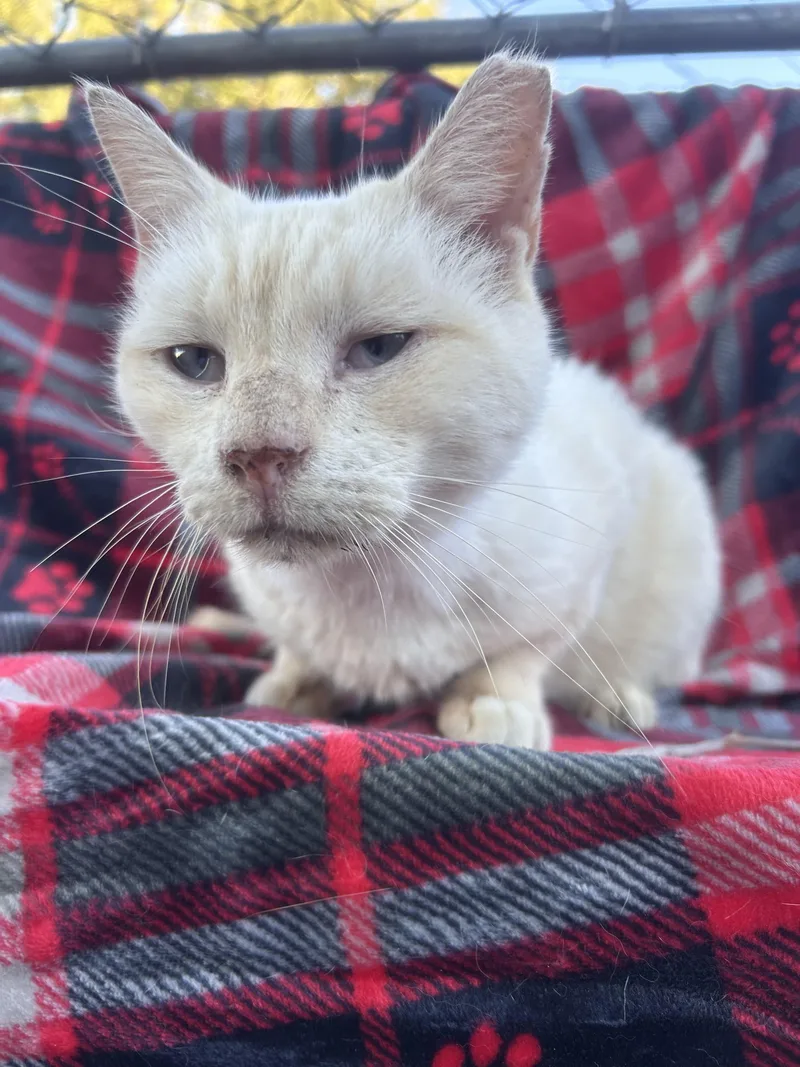 An adult medium-sized male Domestic Short Hair cat named Norman for adoption in Humble, TX
