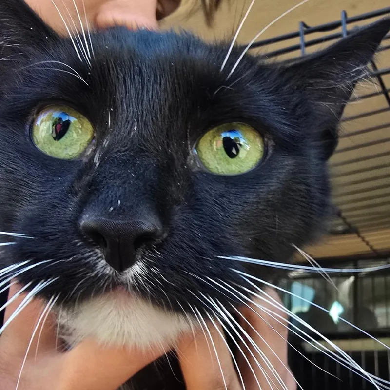 A young small-sized female Black Domestic Short Hair cat named Briar for adoption in Klamath Falls, OR