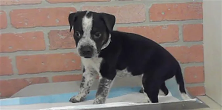 A baby small-sized male American Staffordshire Terrier dog named Gizmo for adoption in Houston, TX