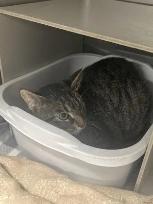 A young medium-sized female Domestic Short Hair cat named Chloe for adoption in Picayune, MS