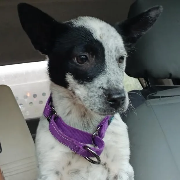 A baby medium-sized male White / Cream Mixed Breed dog named Scamp Prev. Bobby for adoption in Williston, FL