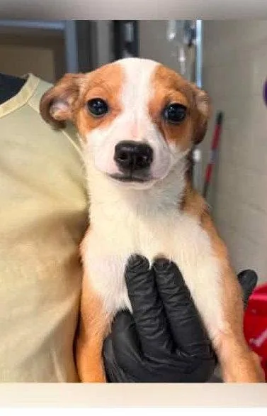 A baby small-sized male Rat Terrier dog named Dennis for adoption in Newport, KY