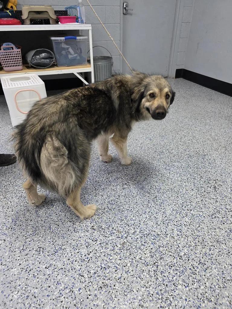 A young large-sized female Great Pyrenees dog named Bam Bam for adoption in Holbrook, AZ