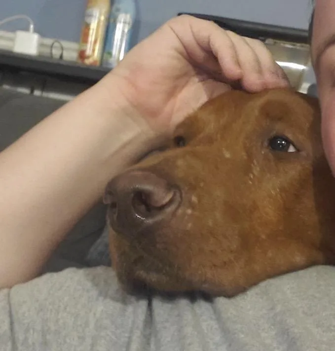 A young large-sized male Red / Chestnut / Orange Mixed Breed dog named Bucky for adoption in Maineville, OH
