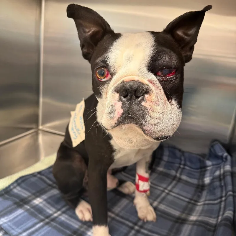 An adult small-sized male Black Boston Terrier dog named Neville for adoption in Austin, TX