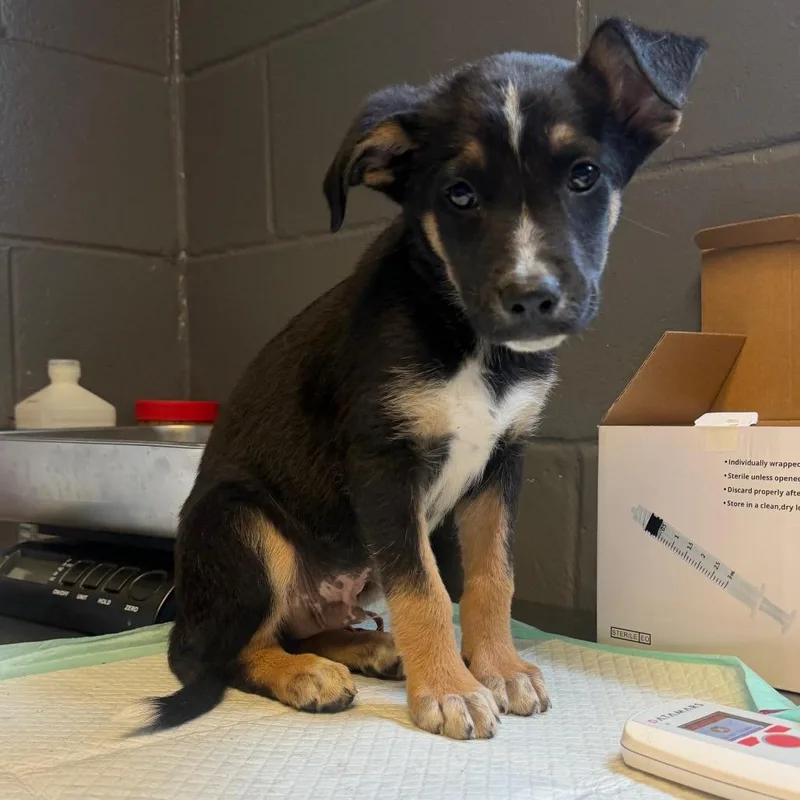 A baby medium-sized male Black Terrier dog named TUSCStray_ for adoption in Tuscaloosa, AL