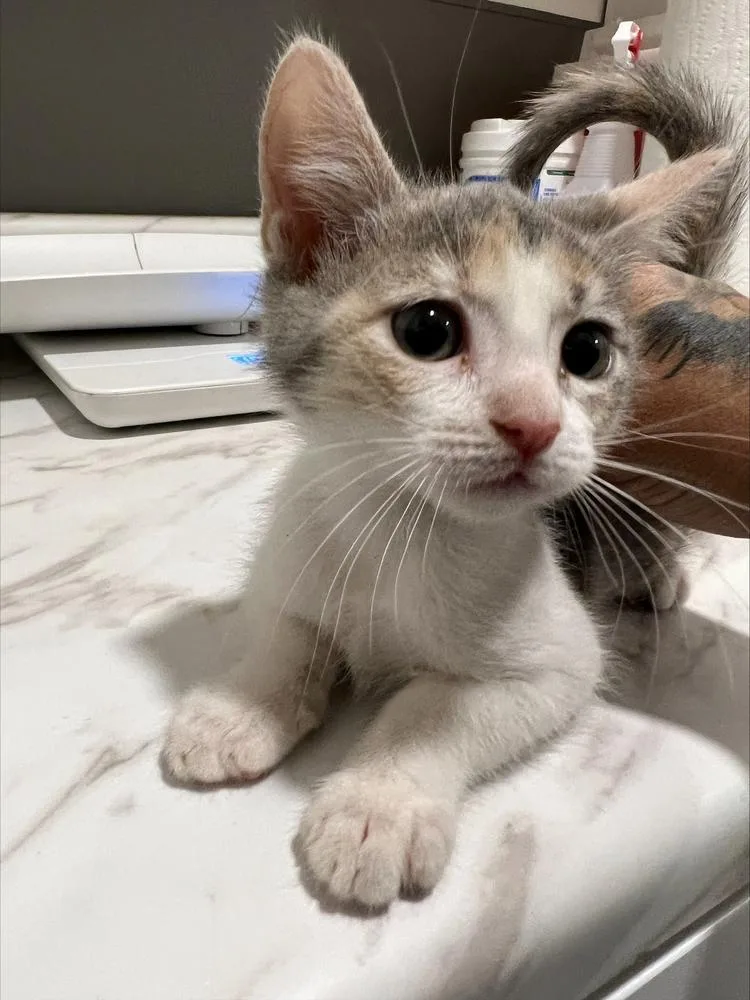 A baby small-sized female Domestic Short Hair cat named Callie for adoption in Oakdale, CA