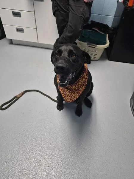 An adult large-sized female Labrador Retriever dog named Ic Spirit for adoption in Lawrenceville, GA