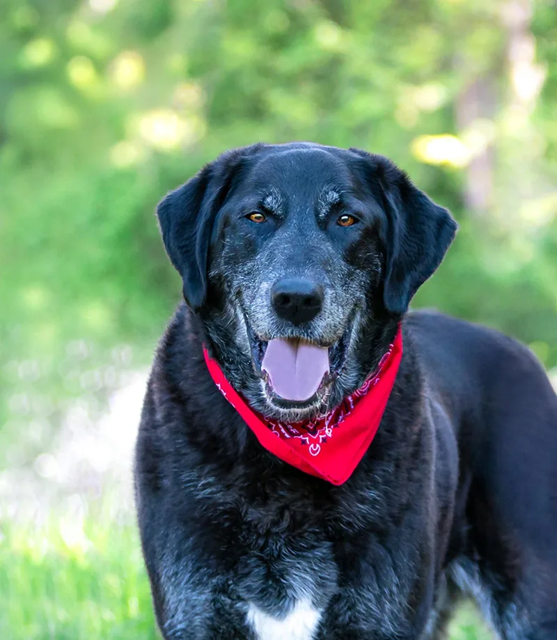 A young large-sized male Labrador Retriever dog named Rambler for adoption in Coatesville, PA