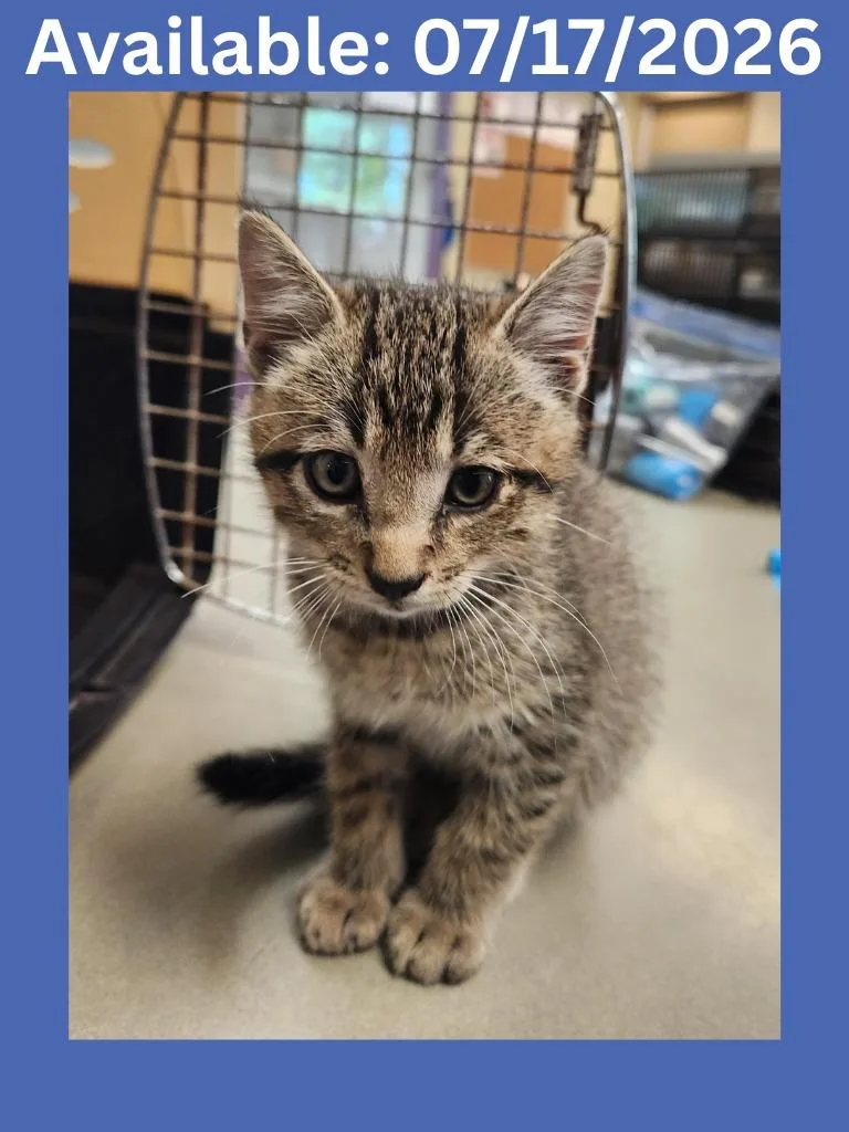 A baby medium-sized male Domestic Short Hair cat named Cat Condo for adoption in Greenville, TX