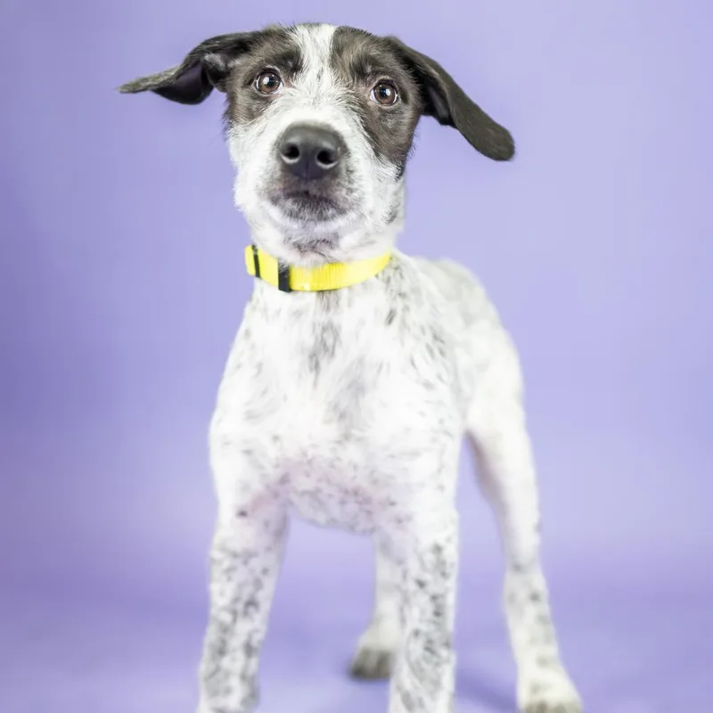 A baby small-sized female Brindle Mixed Breed dog named Chen for adoption in Portland, OR
