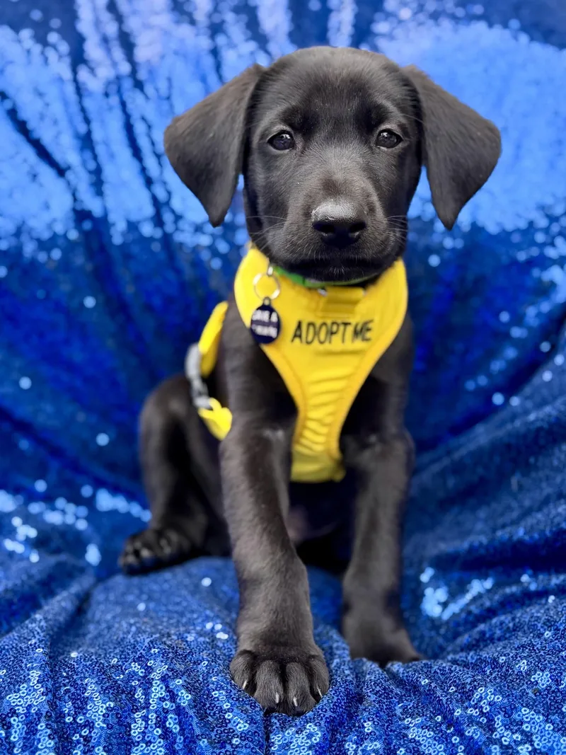 A baby large-sized male Black Labrador Retriever dog named Stymie for adoption in la habra, CA
