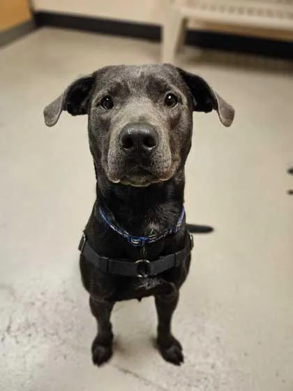 A young large-sized male Gray / Blue / Silver Labrador Retriever dog named Macaroni for adoption in Bellingham, WA