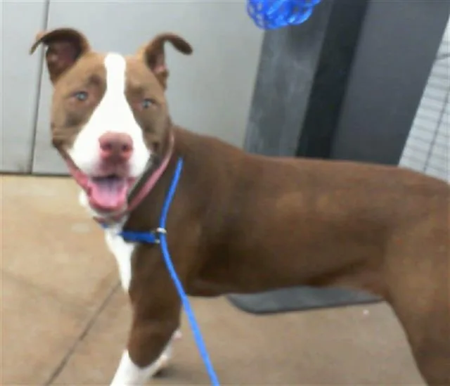 An adult small-sized female Mixed Breed dog named Duchess for adoption in Dallas, TX
