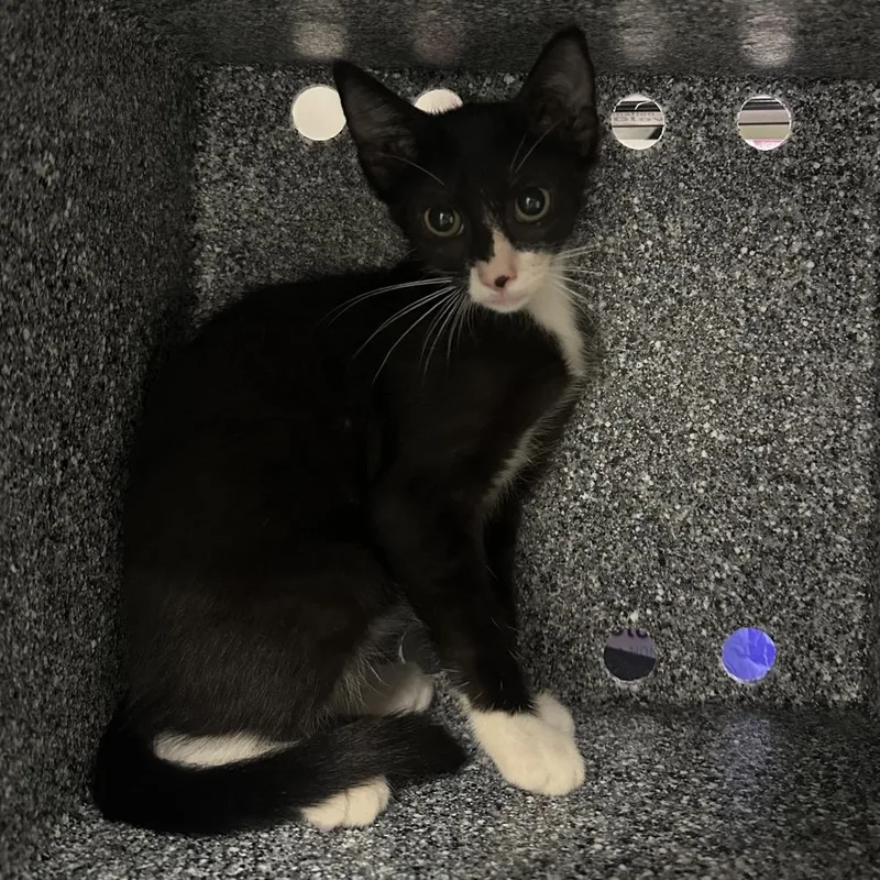 A baby small-sized female Black Domestic Short Hair cat named Habanero for adoption in League City, TX